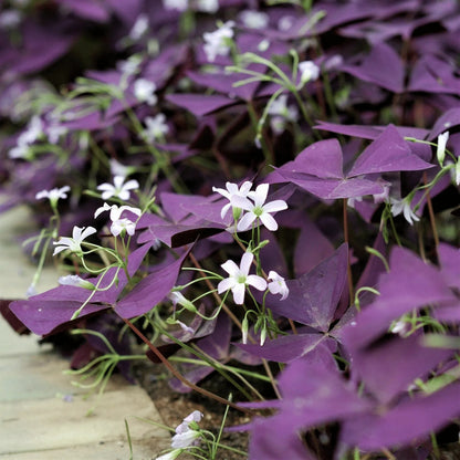 10 Stück Blumenzwiebeln Sauerteig Kuckuck Klee Sauerklee Flechte Garten