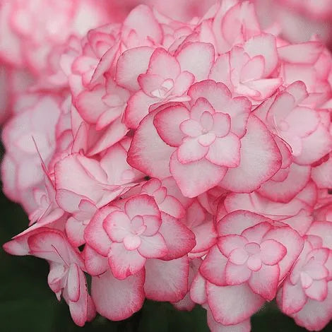 FREILANDHORTENSIE 'MISS SAORI BLUE' 50 SAMEN