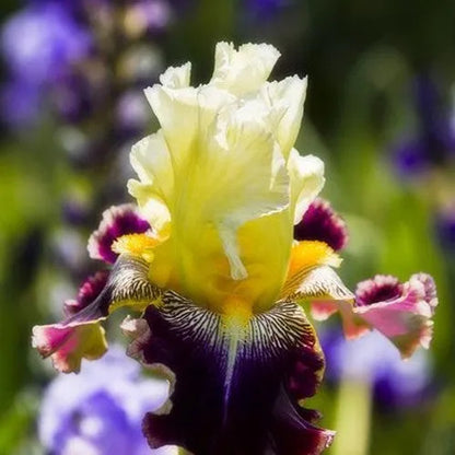 🔥Verschiedene Iris, Erbstück-Iris🌱Blumenzwiebeln Pflanzen