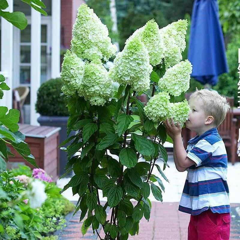 50/100 Stück Hortensienblüten-Samen, gemischte Farbpflanzen, Hausgarten-Blumensamen