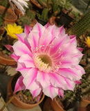 Gymnocalycium baldianum blühende Echinopsis tubiflora Sukkulententopf-Samen