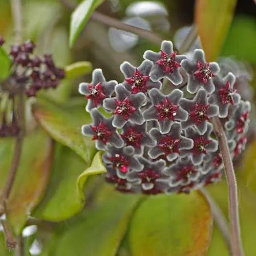 Egrow 20 Stück/Packung Hoya-Samen, Topfsamen, Hoya-Carnosa-Blumensamen, Gartenpflanzen