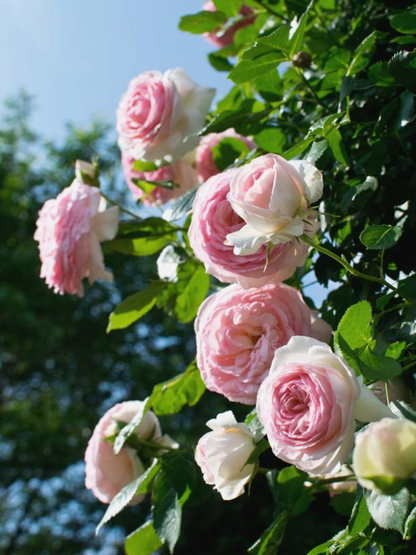 Rosa Eden-Pierre de Ronsard Samen - Der Inbegriff von Schönheit im Garten! 🌹✨