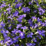 50 Stück Lobelia Blumensamen