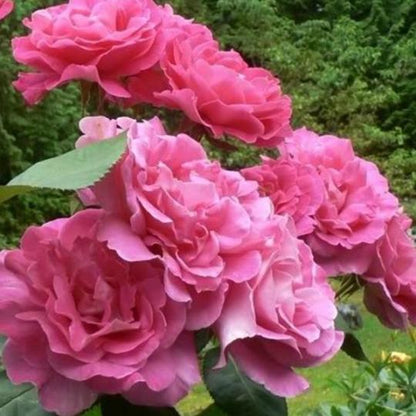 Zarte Pink Lady Rose Climbing Samen - Verwöhnen Sie Ihren Garten mit einer Prise Romantik! 🌹💖