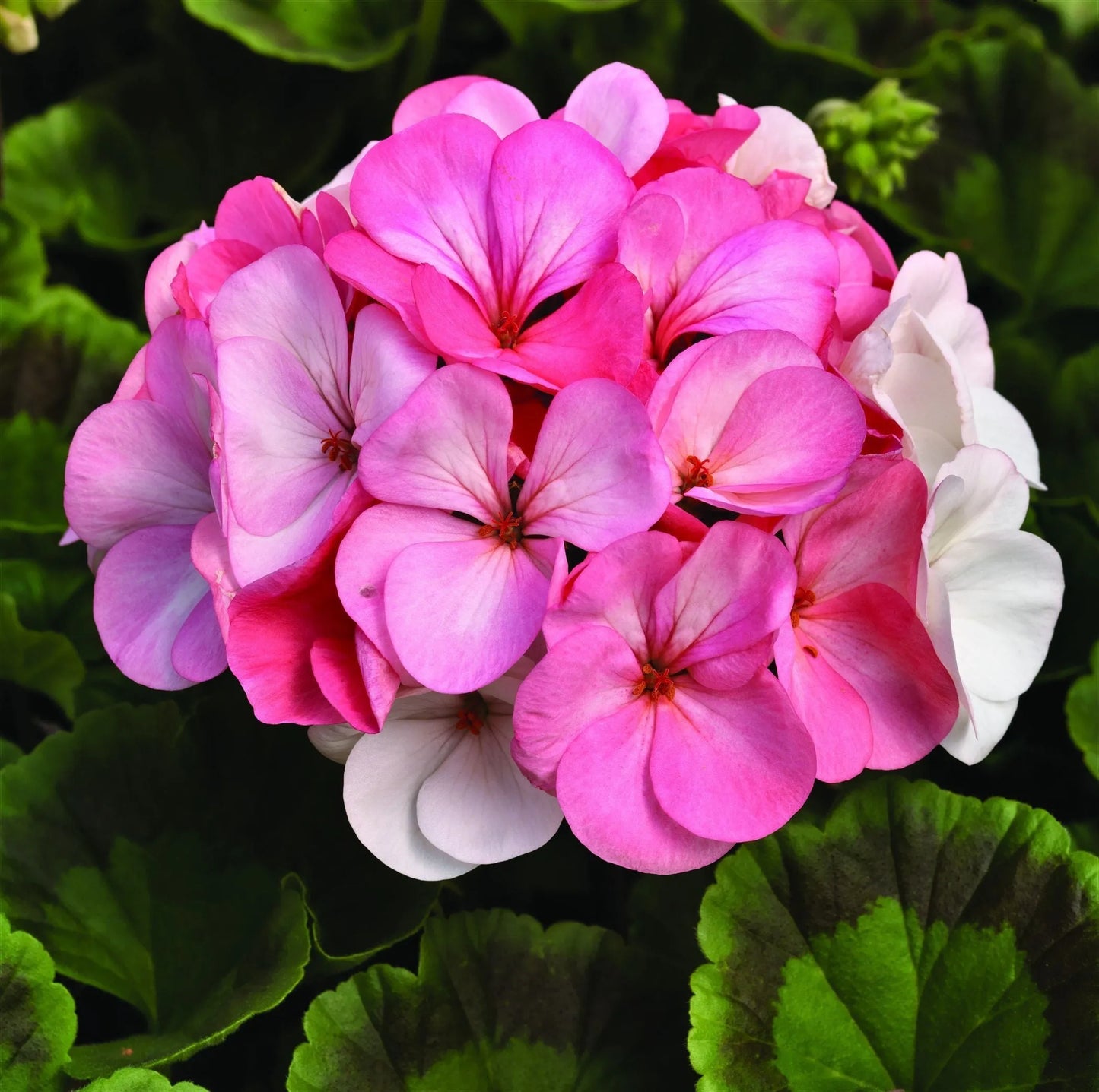 GERANIUM MAVERICK MIX