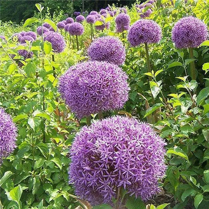 Garten im Freien Riesenzwiebel Allium giganteum Schöne Blumensamen Bonsai Pflanzensamen