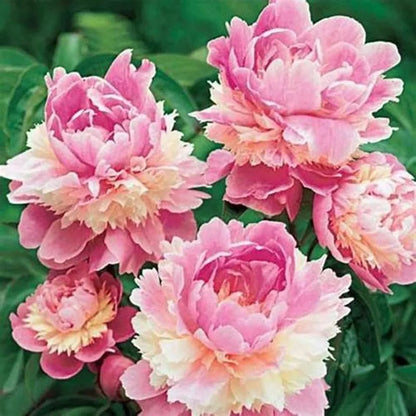 10 Stücke Chinesische Pfingstrose Blumensamen Mehrjährige Paeonia Suffruticosa Bonsai Pflanzen Hausgarten