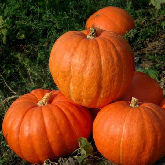 Seltene und exotische Kürbissamen - Erwecken Sie Ihre Gartenwelt mit einzigartiger Vielfalt! 🎃🌿🌍