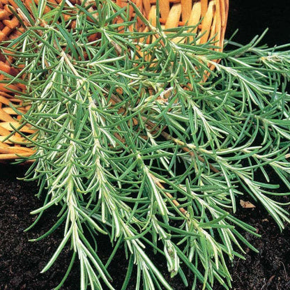 ROSEMARY HERB SEEDS - Duftende, mehrjährige Ergänzung für Ihren Kräutergarten!