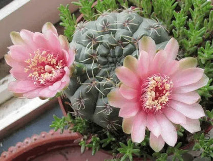 Gymnocalycium baldianum blühende Echinopsis tubiflora Sukkulententopf-Samen