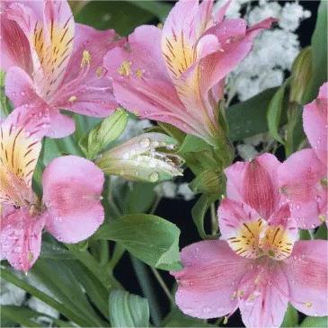 Alstroemeria Aurea Blumensamen