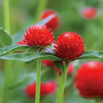 Gomphrena Rote Blumensamen