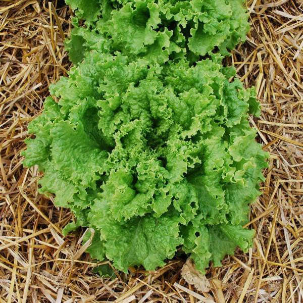 Salat Bergam's Green - Frische Vielfalt für Ihren Garten!🥬🌱