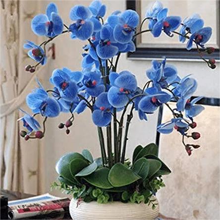 Feriay Seeds-50pcs Phalaenopsis-Orchideensamen Schmetterlings-Orchideenblüten-Samen Blumen