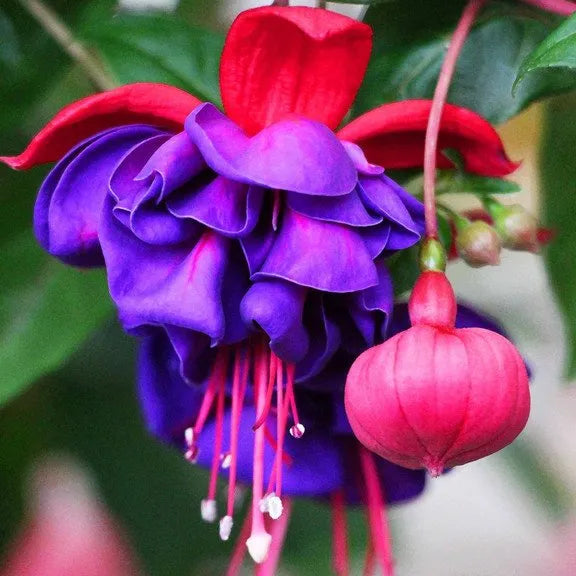 Hängende Glocken-Begonienblumensamen - verschiedene Farben erhältlich