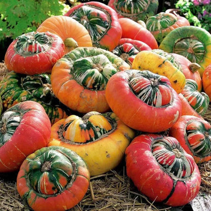 Türkenmützen-Kürbissamen - Verleihen Sie Ihrem Garten einen Hauch von Exotik! 🎃🧡