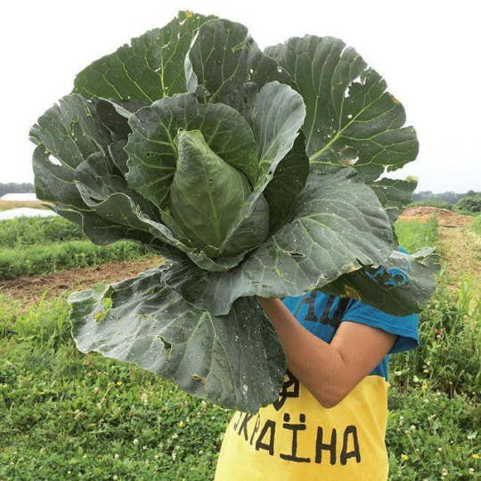 Bio-Weißkohl Caraflex F1 - Natürliche Frische für Ihren Gemüsegarten! 🥬🌱