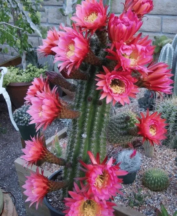 Gymnocalycium baldianum blühende Echinopsis tubiflora Sukkulententopf-Samen