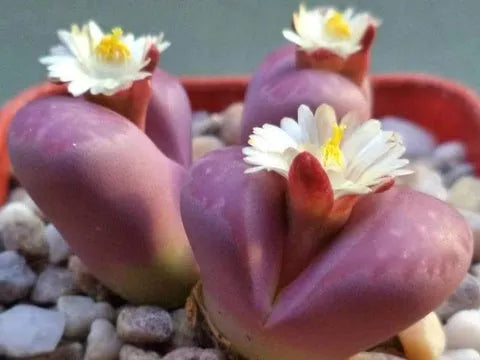 Lebende Steine Samen (Lithops-Arten-Mix) - Das Anbauen von Kakteen / SUKKULENTEN macht Spaß und ist lohnend! - Mehrjährig