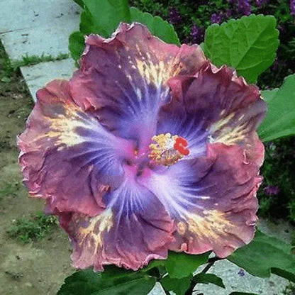 Gigantische Ombre-Hibiskus Exotische Korallenblumensamen