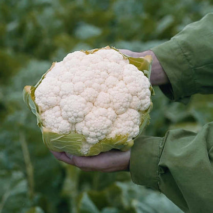 Blumenkohl Absolute F1 💥 - Kraftvolle Vielfalt für Ihren Gemüsegarten! 🌿🥦