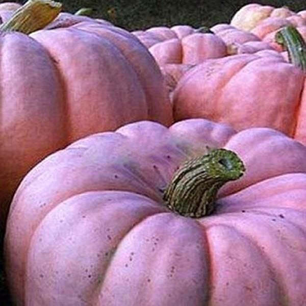 Rosa Kürbiskerne - Eine Zauberhafte Ergänzung für Ihren Garten! 🌸🎃