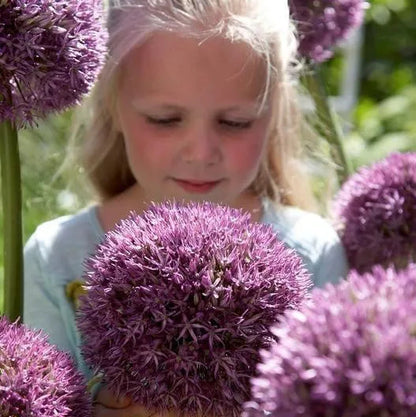 Garten im Freien Riesenzwiebel Allium giganteum Schöne Blumensamen Bonsai Pflanzensamen