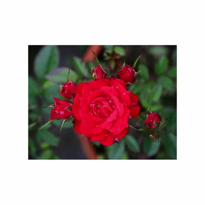 🌹🌿 Kletterrose (Rot) 50 Samen - Bringen Sie mit unseren hochwertigen Samen die leidenschaftliche Schönheit von roten Kletterrosen in Ihren Garten! 🌿🌹