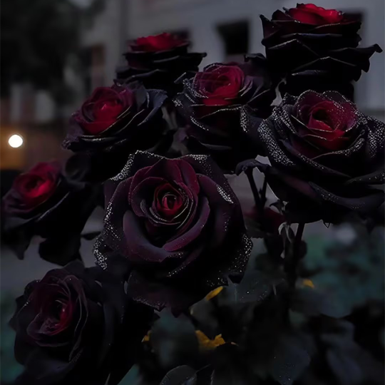 Seltene Schwarze Rote Rosenblumensamen: Eleganz trifft auf Leidenschaft! 🖤🌹