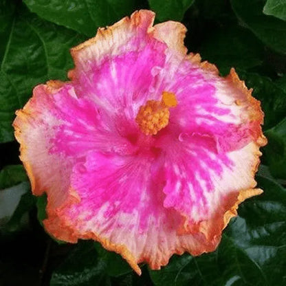 Gigantische Ombre-Hibiskus Exotische Korallenblumensamen