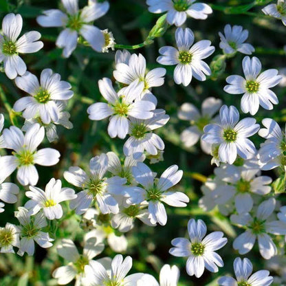 100 Stück Gypsophila-Samen, Baby's Breath Gypsophila