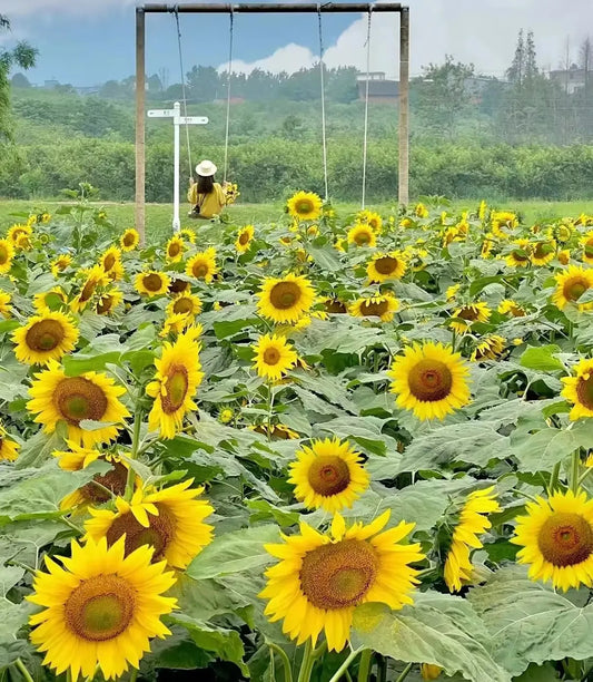 Mehrblütige Sonnenblumensamen