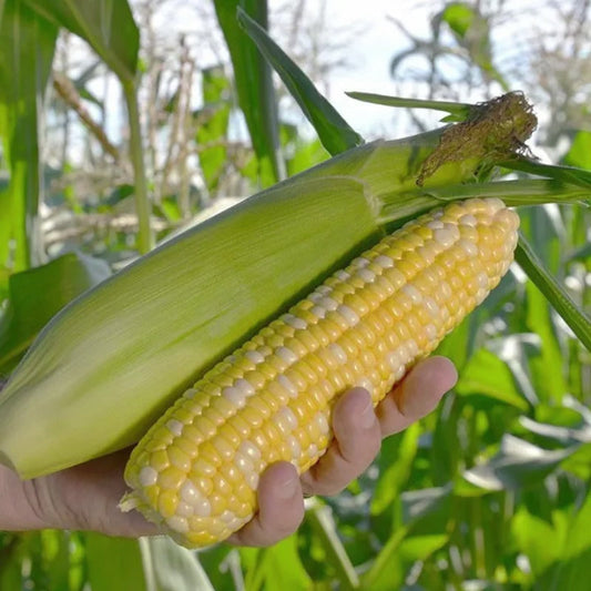 🌱🌱Zuckermais Nighthawk F1 - Eine Mitternachtsfreude in Ihrem Garten! 🌽🌙💥