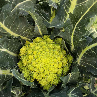 🌱🌱Erbstück-Blumenkohl mit Brokkoli ''Romanesco Precoce'' ~50/100 Samen💥