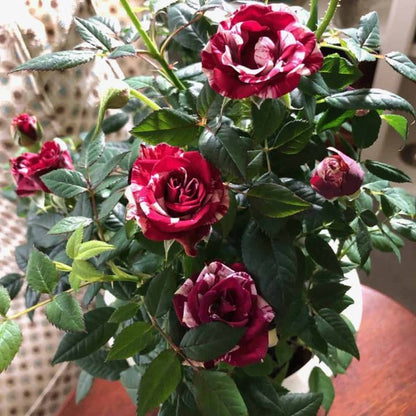 Rote und weiße Miniaturrose - Blumenzauber im Garten 🌹❤️