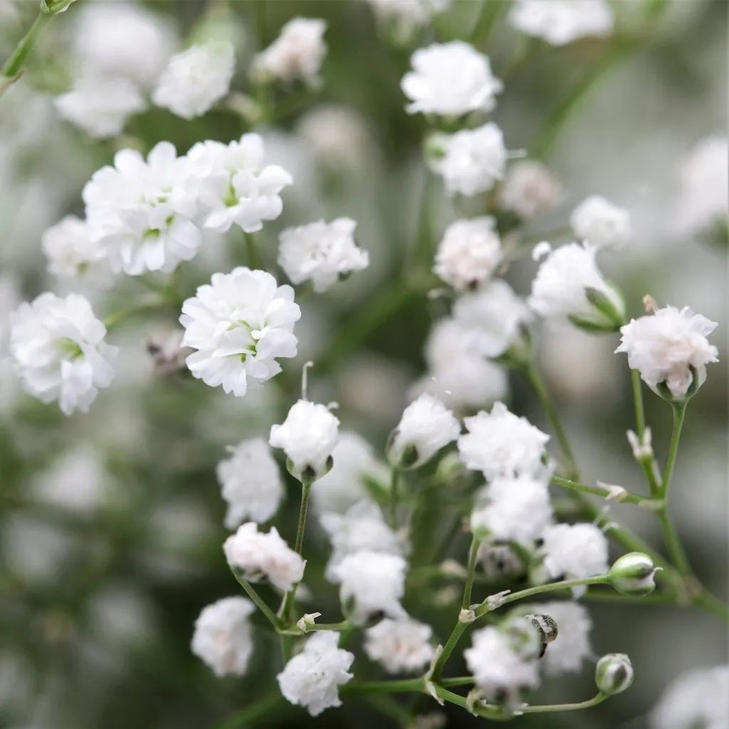 100 Stück Gypsophila-Samen, Baby's Breath Gypsophila