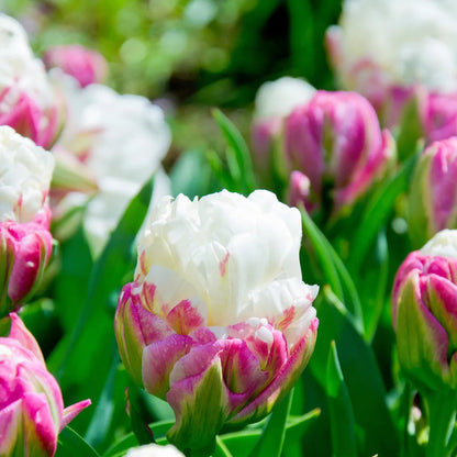 Schöne Eistüte Tulpenzwiebeln