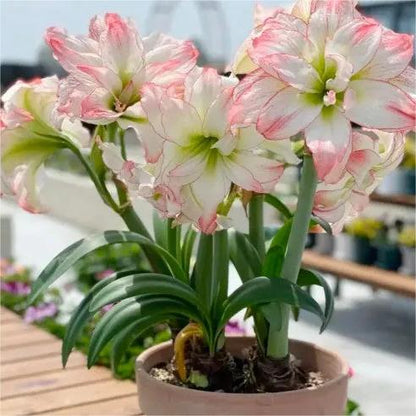 50 Partikel Hippeastrum rutilum Samen Bonsai Hausgarten Balkonpflanzen