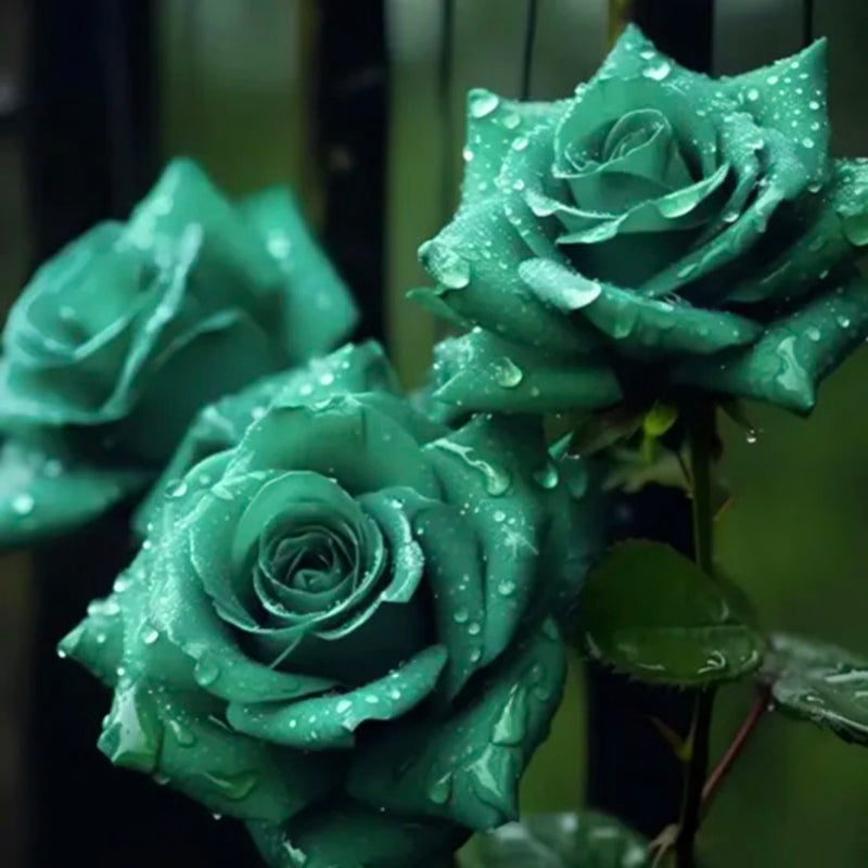 🌿🌹 Schottische Grüne Rosen Samen - Ein Hauch von schottischer Natur in Ihrem Garten! 🏴🌹