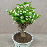 CAPE JASMINE SAMEN