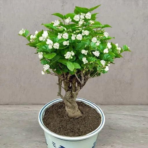 CAPE JASMINE SAMEN