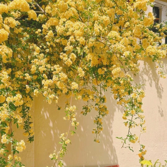 Gelbe Banksia-Rosensamen - Symbolisiert Eleganz und Glück 🌼💫