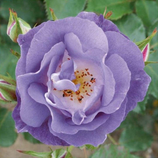 Zauberhafte Hellviolette Kletterrosensamen: Eine Symphonie der Farben für Ihren Garten! 🌹