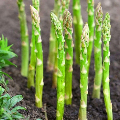 Spargelkrone Millennium - Die königliche Ernte für Ihren Garten! 🌿👑