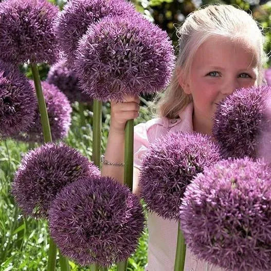 Garten im Freien Riesenzwiebel Allium giganteum Schöne Blumensamen Bonsai Pflanzensamen