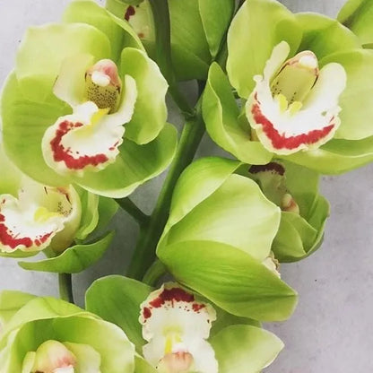 Cymbidium Orchideen Samen - Hellgrün