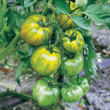 🥰Grüne Zebra-Tomatensamen – offen bestäubt, gentechnikfrei, 20 Samen/Packung🎉