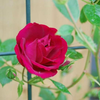 Alitissimo Kletterrosensamen: Erhabene Eleganz für Ihren Garten! 🌹