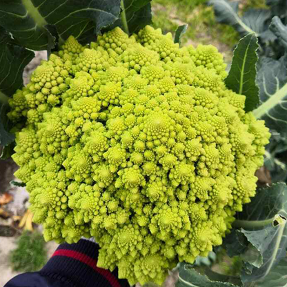 🌱🌱Erbstück-Blumenkohl mit Brokkoli ''Romanesco Precoce'' ~50/100 Samen💥